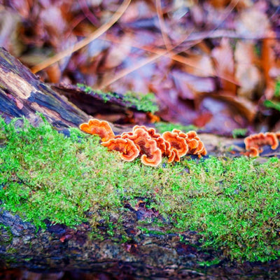 What are Adaptogenic Mushrooms?