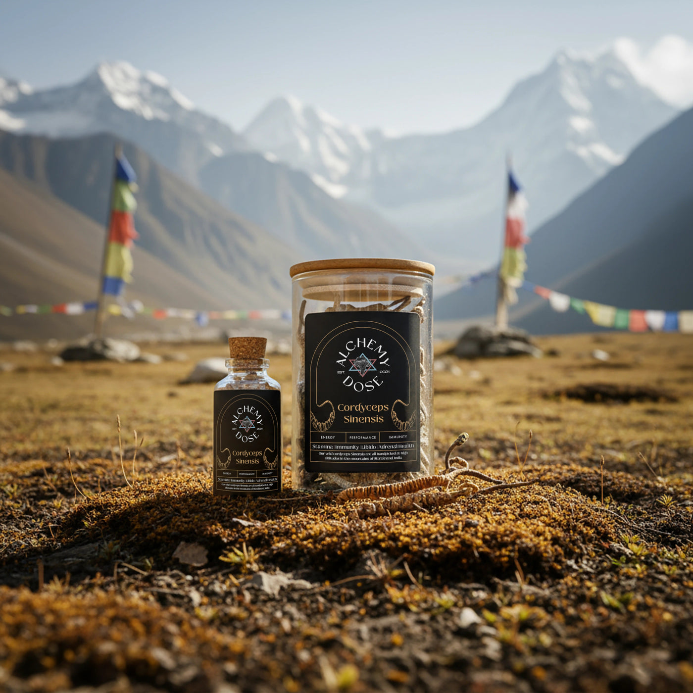 CORDYCEPS SINENSIS | YARSAGUMBA | KEEDAJADI