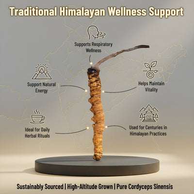 Cordyceps Sinensis ( Yarsagumba | Keedajadi )