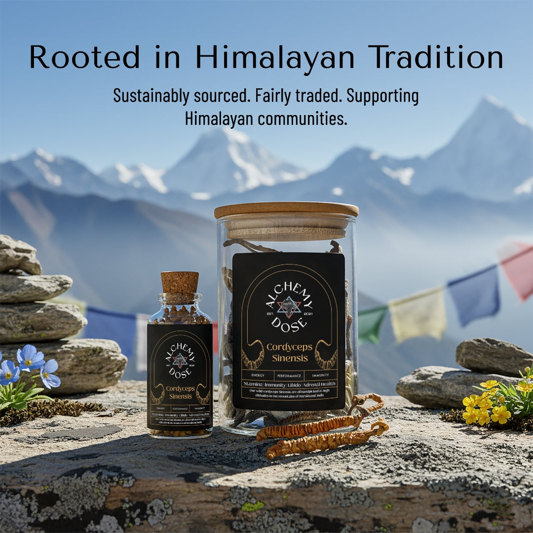 Cordyceps Sinensis ( Yarsagumba | Keedajadi )