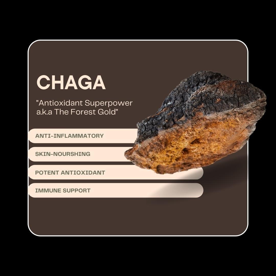 Chago Root Chaga Mushroom - Support Immunity & Boost Vitality – Alchemy Dose