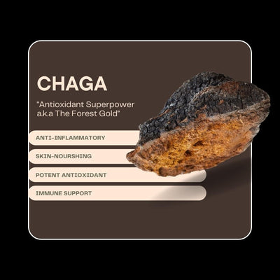 CHAGA EXTRACT