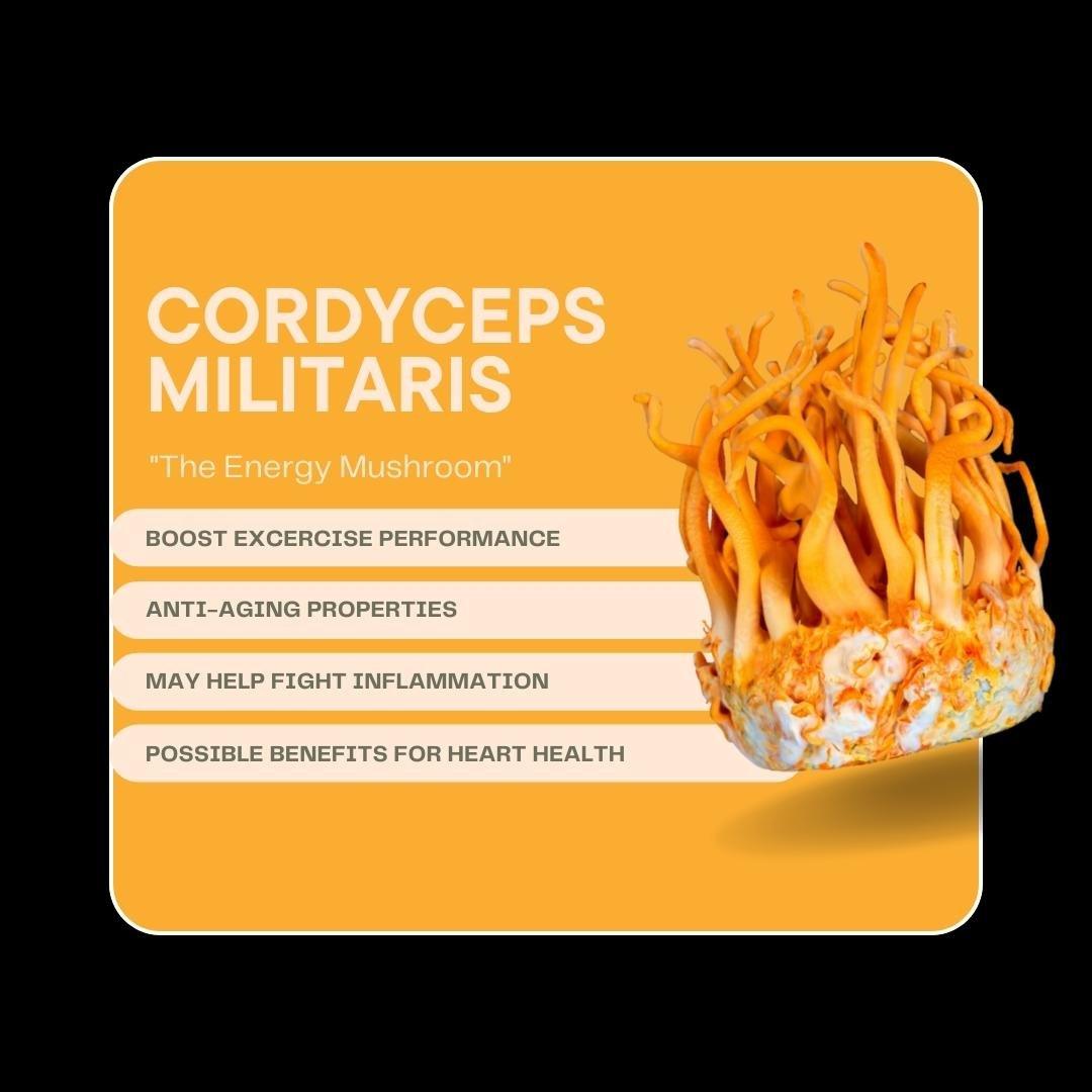 CORDYCEPS MILITARIS MUSHROOM EXTRACT