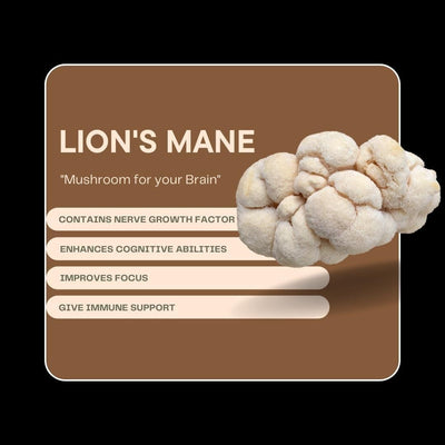 LION'S MANE MUSHROOM EXTRACT