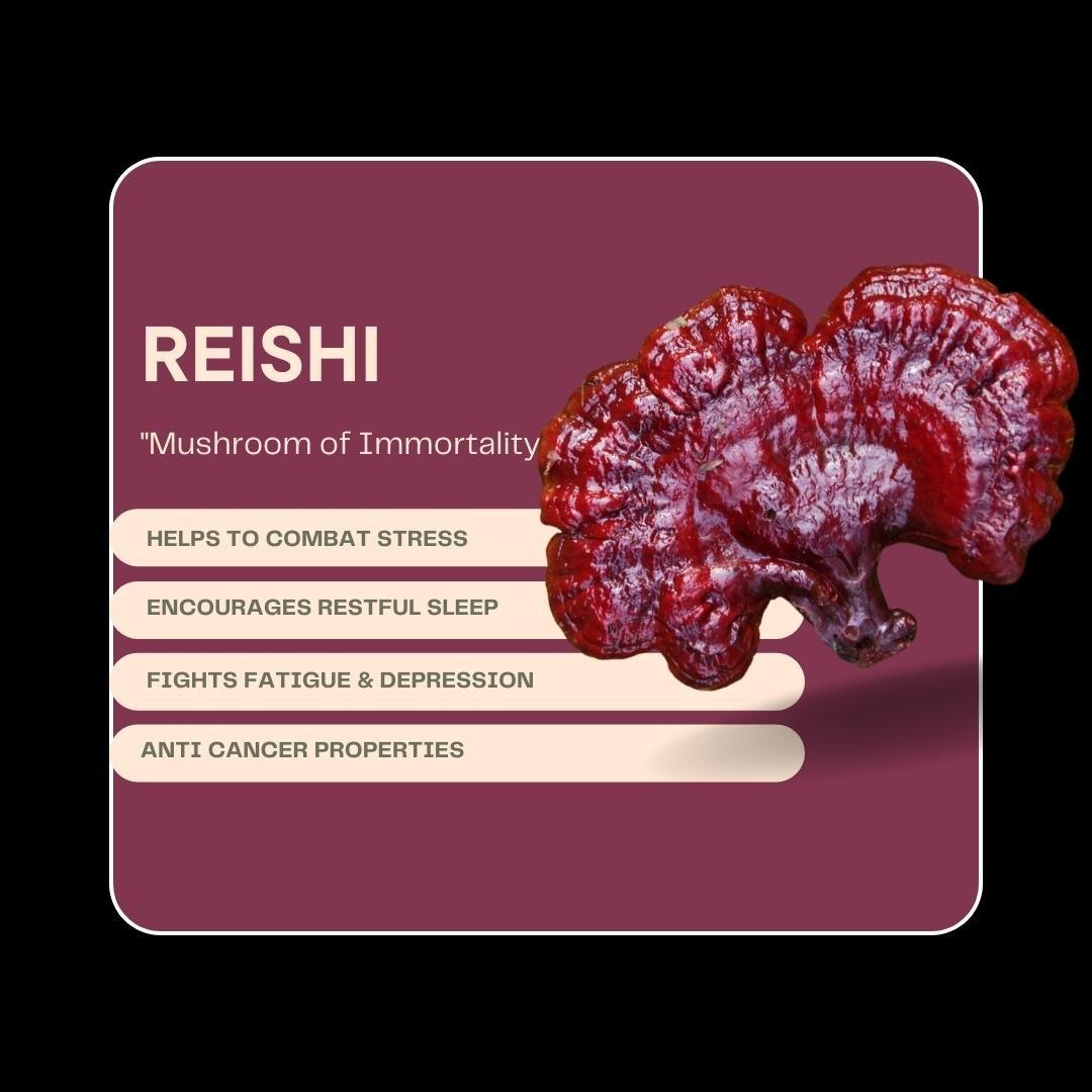 REISHI MUSHROOM EXTRACT