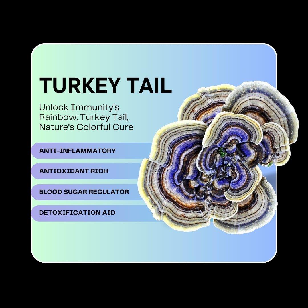 TURKEY TAIL MUSHROOM EXTRACT