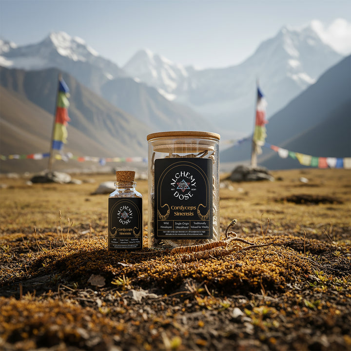 Wild Himalayan Cordyceps Sinensis (Keedajadi) by Alchemy Dose, whole dried Ophiocordyceps sinensis